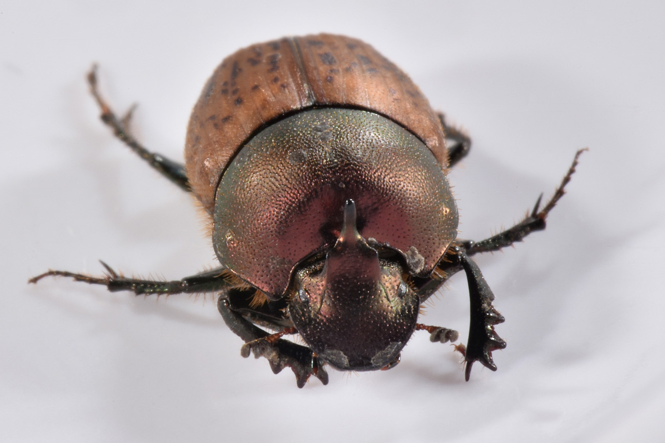 Scarabaeidae: Onthophagus coenobita? S, maschio.